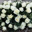 Double ended floral tribute