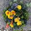 Floral tribute Woodland Posy