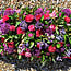 Floral Tribute