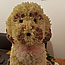 Floral Tribute - Cockapoo