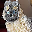 Floral Tribute - Cat