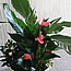 Mothers day flowers