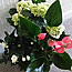 Mothers day flowers